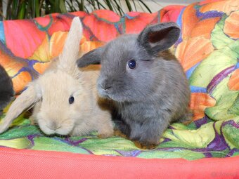 Cudne barank mini lop - 6