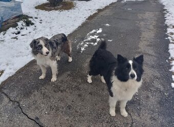 Szczeniaki border collie - 6