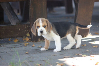 Beagle księżniczka po Championie  ZKwP (FCI) - 6