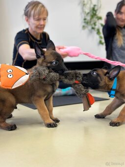 Owczarek belgijski z rodowodem FCI - 6