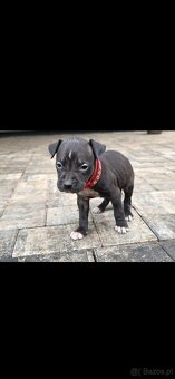 Oddam w Dobre Rece Pitbul mieszany z Amstafem - 6