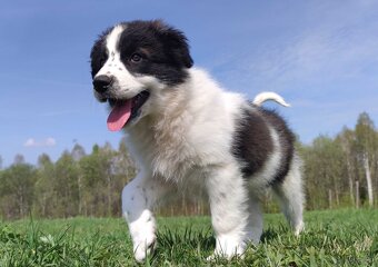 Piękna Rasowa Suczka Border Collie - XINDI z pełną dok. z ho - 6