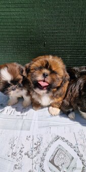 Szczenięta Shih-tzu - 6