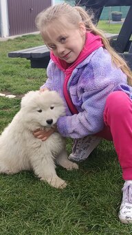 Szczenięta rasy Samoyed - 6