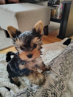 York -suczka szczenie - 6