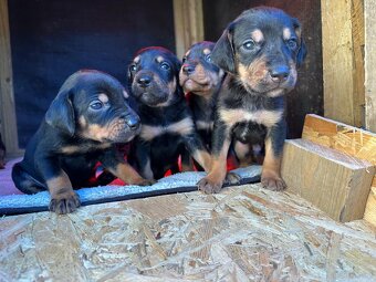Gończy polski x irlandzki gończy szczeniaczki - 6