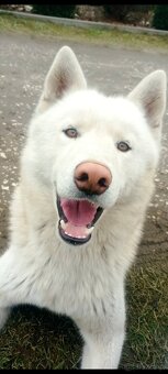 Suczka Siberian Husky - 6