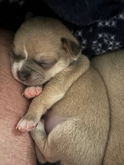 Chihuahua szczenięta krótkowłose - 6