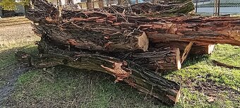 Drewno opałowe – akacja, grube pnie 4–6 m, ok. 10 m³ - 6