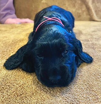 Szczenięta Cocker Spaniel Angielski - 6