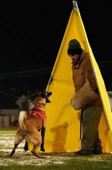 Owczarek Belgijski Malinois FCI - 6