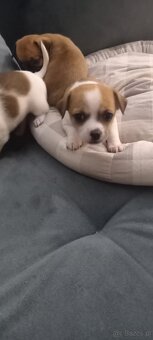 Szczeniaki Chihuahua - 6
