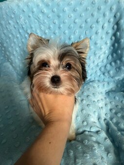 Piękny samiec york biewer - 6