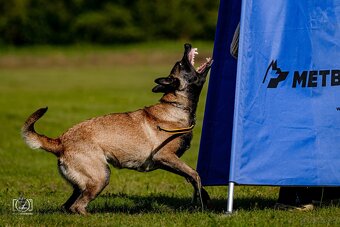 Owczarek Belgijski Malinois FCI/ZKWP - 6