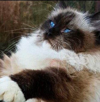 Kocięta Ragdoll z rodowodem i wyprawką - 6