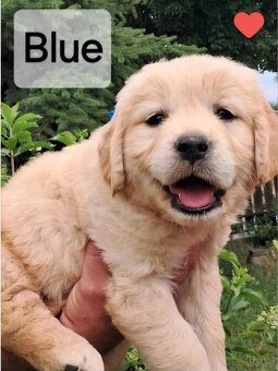 Golden retriever ZKwP FCI wlasna dogoterapia 24/h - 6