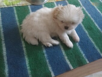 Szczeniaki pekinczyka - 6