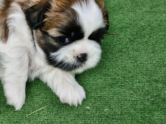 Śliczna suczka Shih Tzu - 6