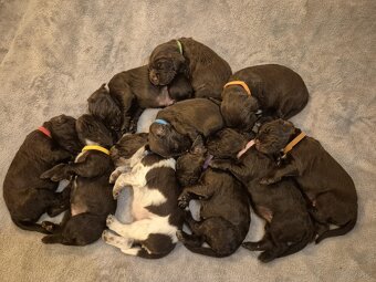 PŁochacz Niemiecki WACHTELHUND - 6