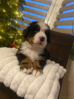 Berneński pies pasterski - 6