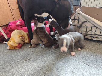 Rezerwacja szczeniąt Amstaff - 6