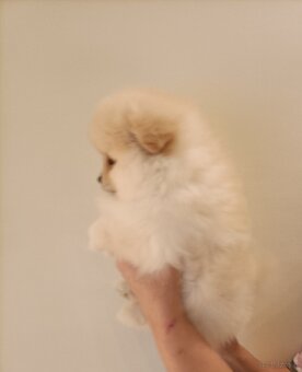 SZPIC MINIATUROWY POMERANIAN - SUCZKI - 6