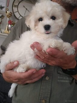 Bichon frise maluszki (dziewczynka) - 6