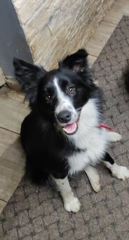 Border Collie - 6