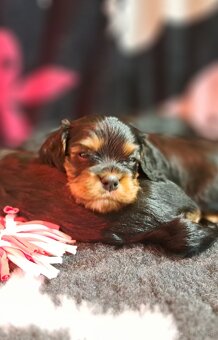 Cavalier King Charles Spaniel fci - 6