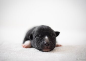 Szczenięta Karelski pies na niedźwiedzie z rodowodem FCI - 6