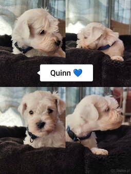 Schnauzer miniatúrne white - 6