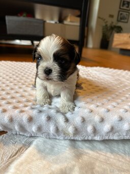 Shih tzu - 6