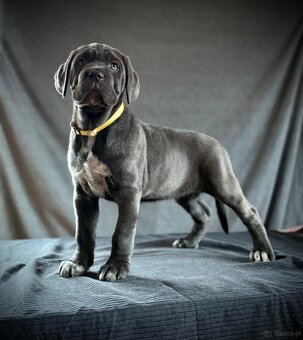 Cane Corso Ksin Fargo Fci - 6