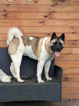 Akita Amerykańska FCI - 6