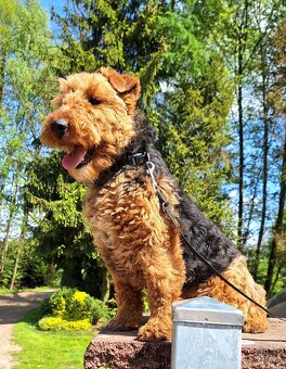 Suka welsh Terrier ZKWP FCI terier - 6
