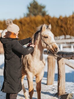 Luksusowy ogierek - 6