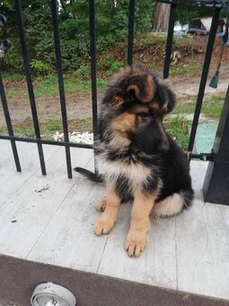 Szczeniak owczarka niemieckiego - 6