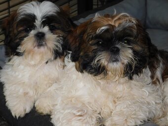 Piękna sunia shih tzu Diana - 6