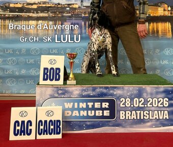 Wyżeł, Wyżeł Owernii, Braque d'Auvergne - 6