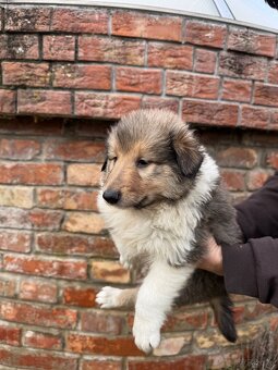 owczarek szkocki - 6