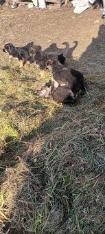 Owczarki niemieckie długowłose - 6