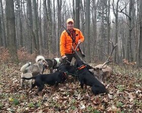 Reproduktory rasy GOŃCZY POLSKI użytkowe zapraszają suczki - 6