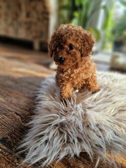 Pudel toy chlopczyk  badania genetyczne - 6