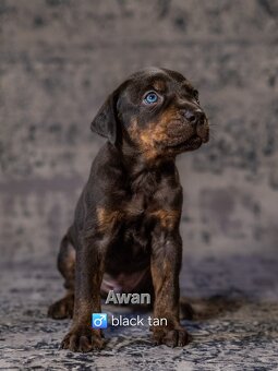 Louisiana Catahoula Leopard Dog - 6