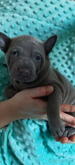 Thai Ridgeback Dog- Dog Thajski - 6