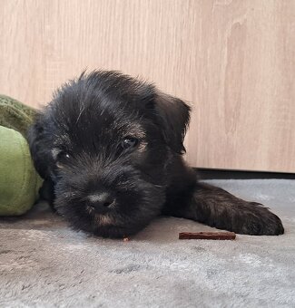 samiec-sznaucer średni pieprz i sół - 6