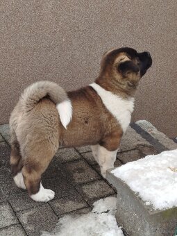 Akita amerykańska pies - 6