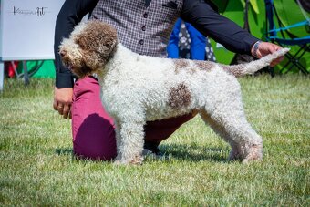 Lagotto romagnolo -szczenięta ur. 19.03.2025 r. - 6