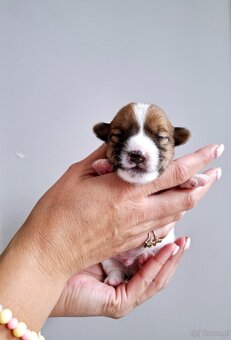 Choco Jack Russell Terrier ZKwP FCI - 6