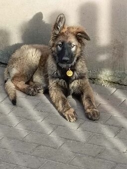 Suczka owczarek niemiecki długowłosy - 6